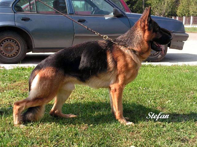 Douglas aus Wattenscheid