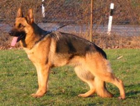Sindy vom Roten Feld