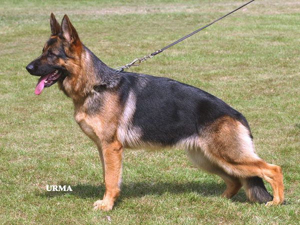 Malta vom Reststrauch