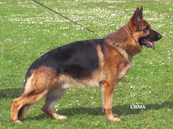 Domino vom Baronenwald