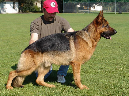 Dingo von der Tscheppaschlucht