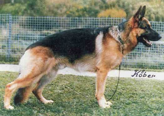 Karo vom Asbacher Land