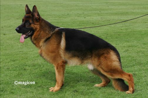 Leo von der Zenteiche