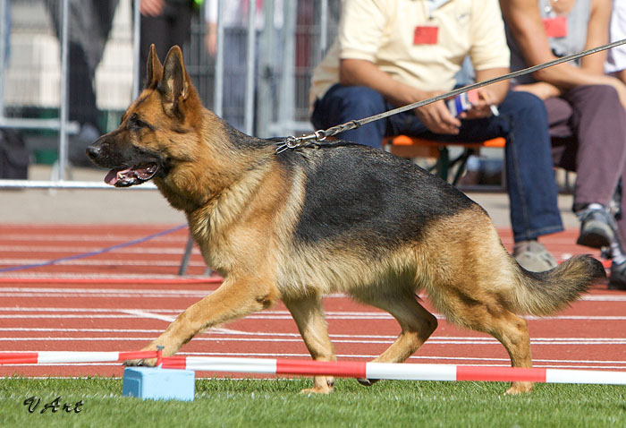 Yanka von der Zenteiche