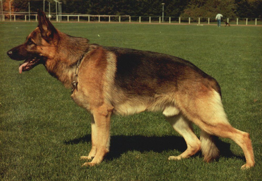 Argus vom Papageienhaus