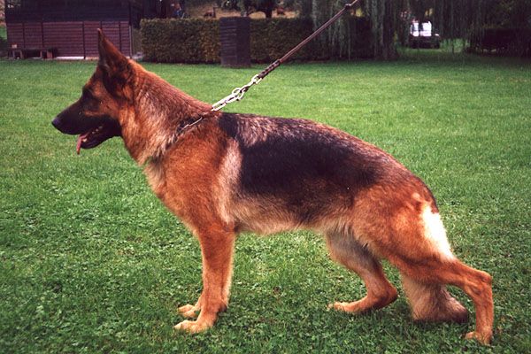 Kascha von der Ehrenfeste