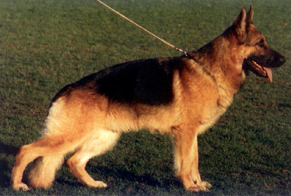 Zorro vom Lärchenhain