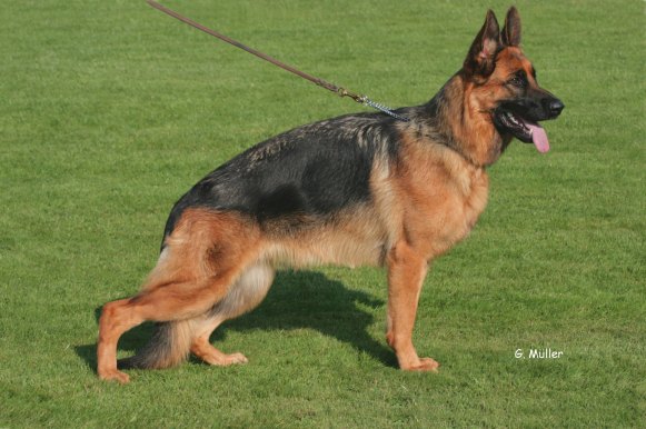 Zimba vom Overledingerland