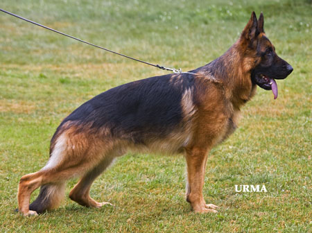 Nelson vom Frankengold