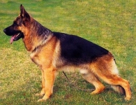 Max von Isidora