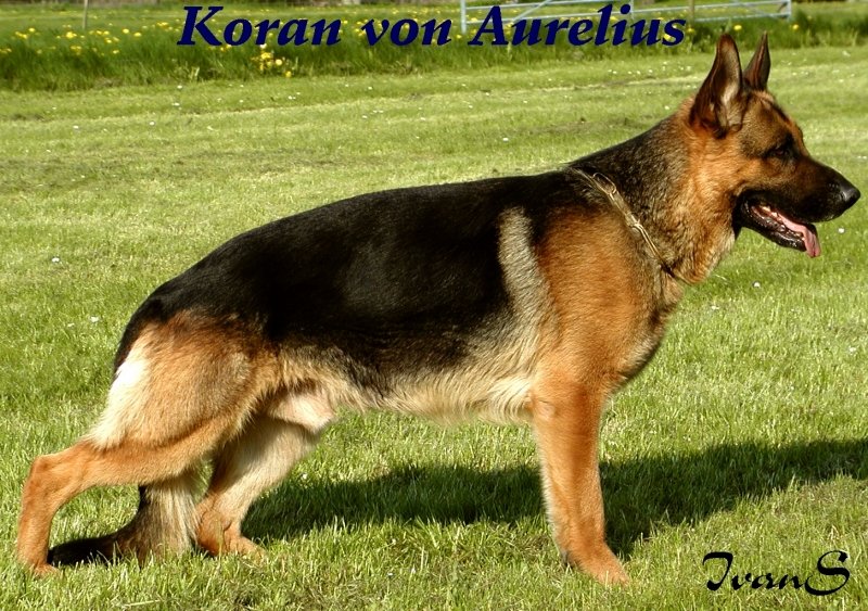 Koran von Aurelius
