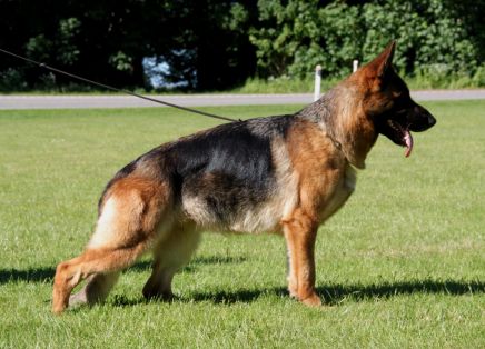 Ungana von der Rieser Perle