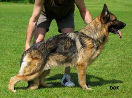 Yelena di Fossombrone