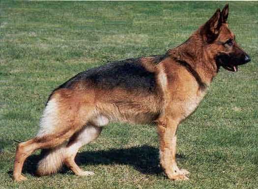 Yambo vom Wildsteiger Land