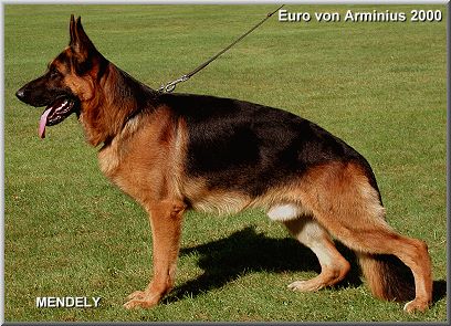 Euro von Arminius 2000