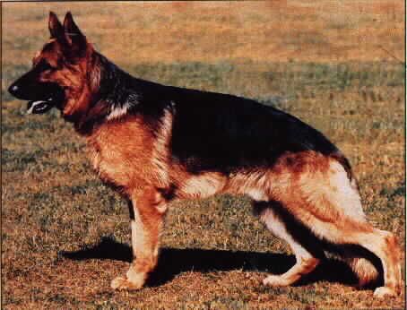 Don vom Osterberger-Land