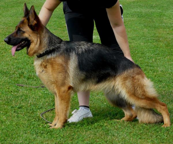 Ronja vom Fichtenschlag