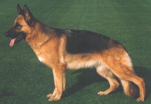 Holly vom Fichtenschlag