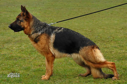 Viana vom Zellwaldrand