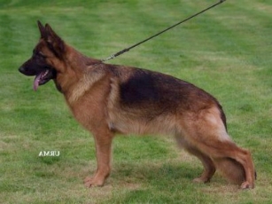 Wesni von der Zenteiche