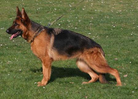 Quena von der Zenteiche