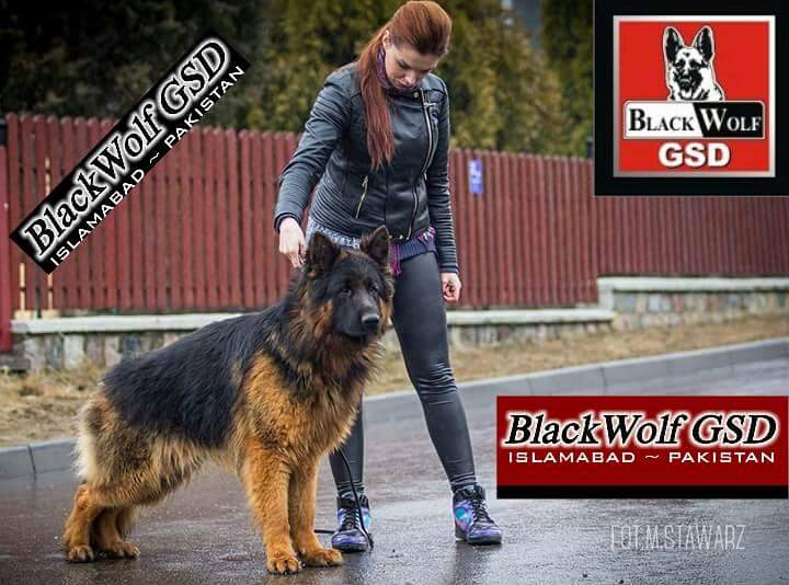 Jack Guerrera del Blanco