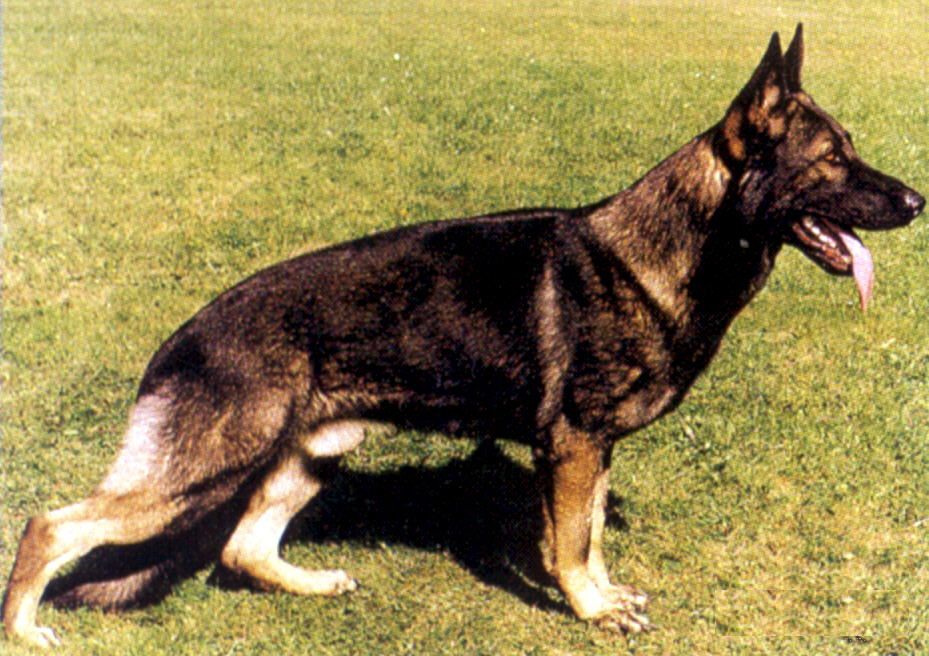 Nick vom Heiligenbösch