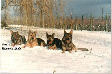 Perle vom Rosenbusch