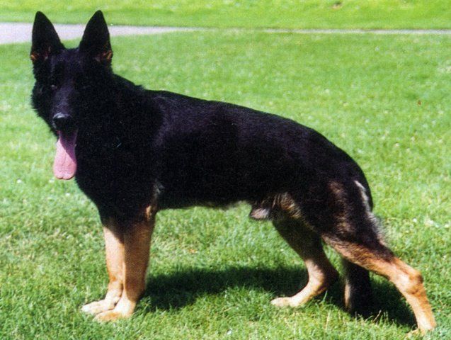 Lewis von Malatesta