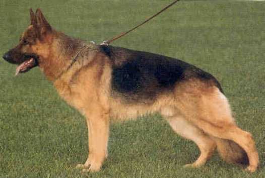 Quanto vom Lärchenhain