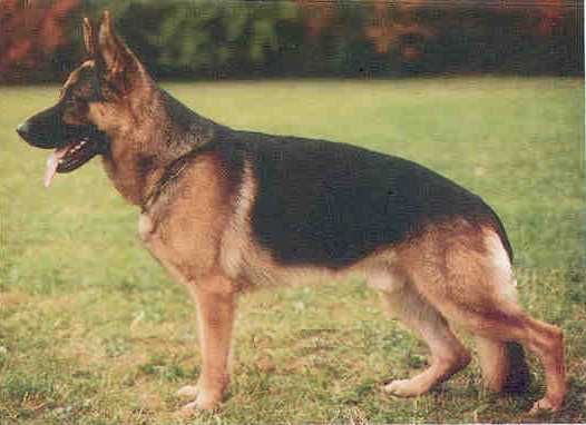 Iso vom Bergmannshof