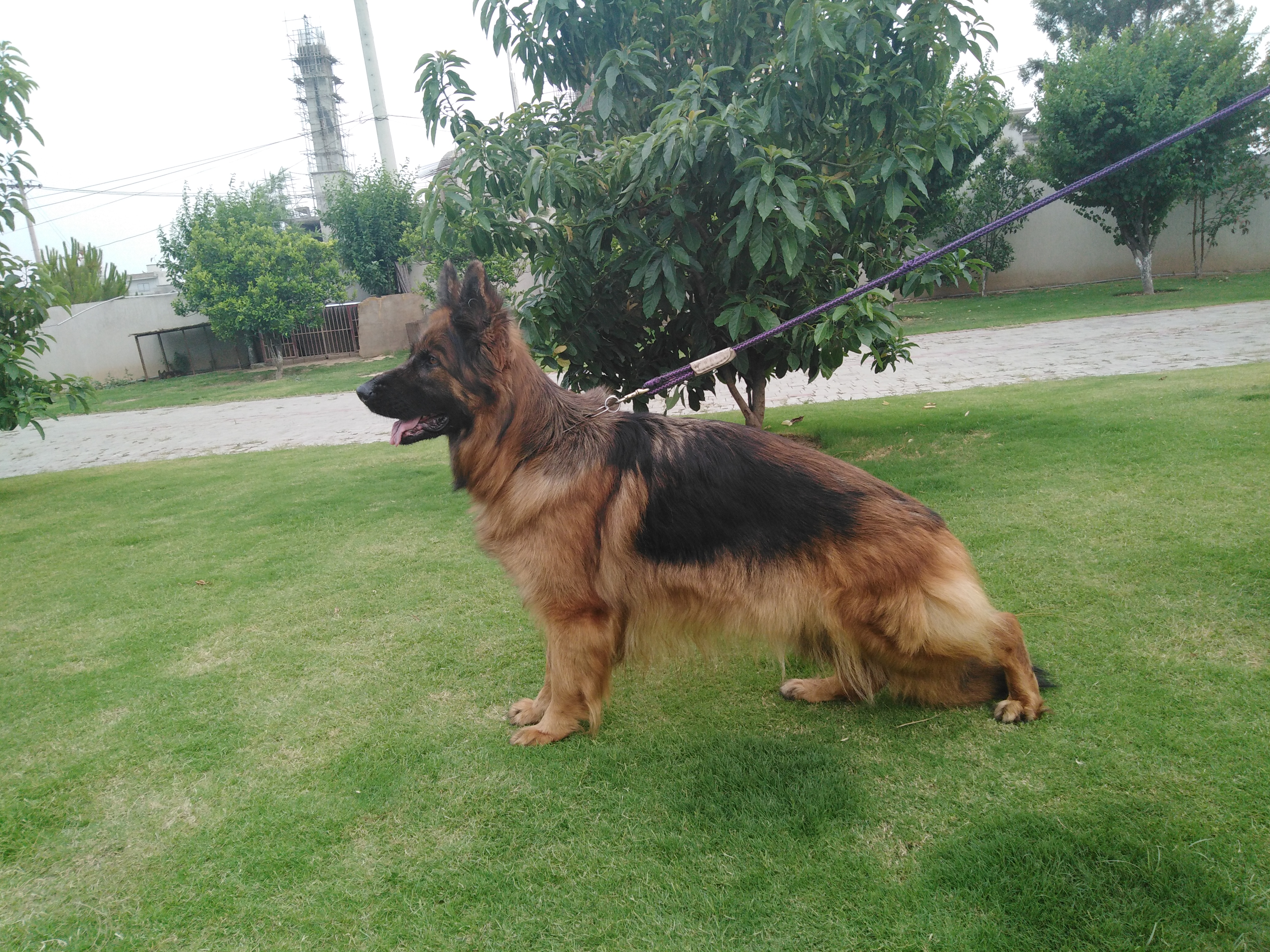 Puma von der Jugprom