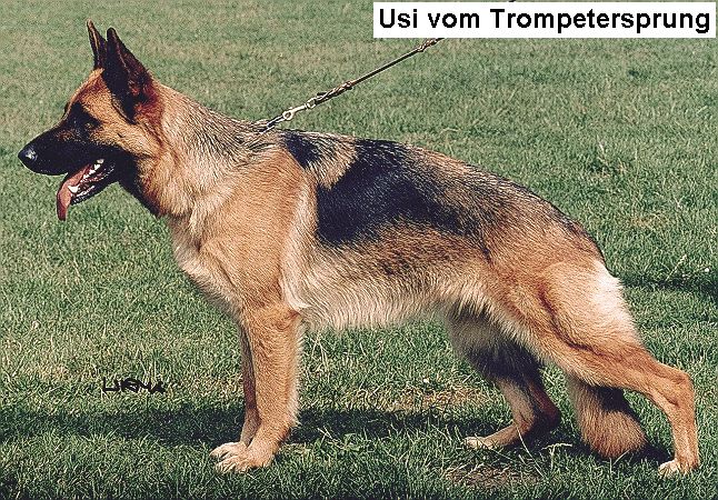 Usi vom Trompetersprung
