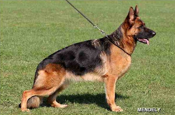 Quentolina vom Haus Schwerzel