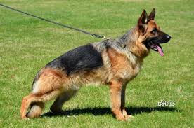 Fino von der Piste Trophe