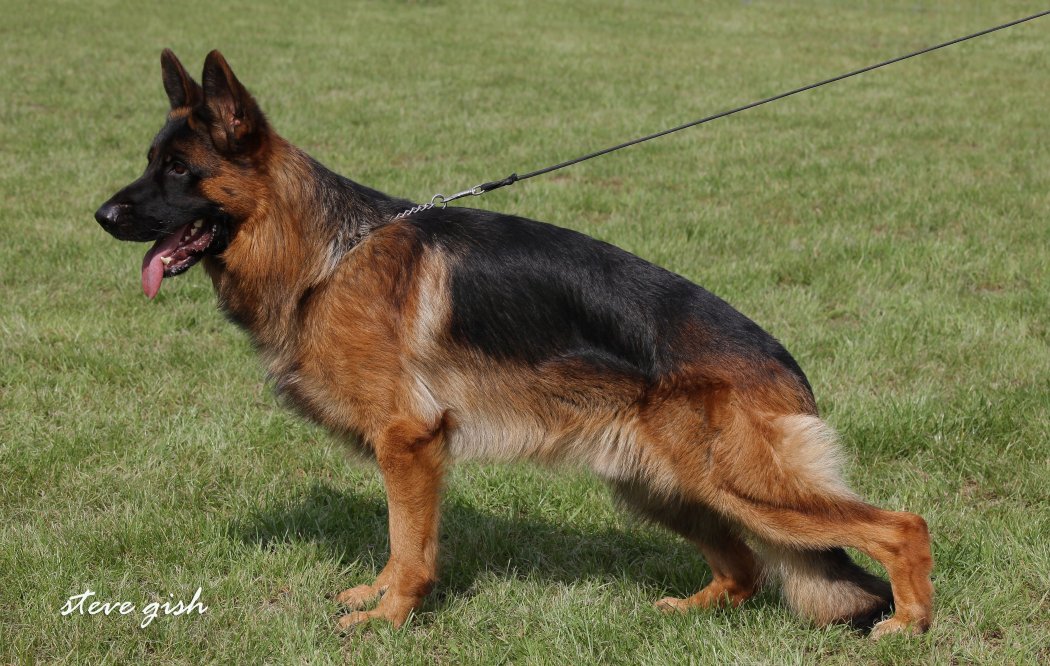 Vaiko vom Suentelstein