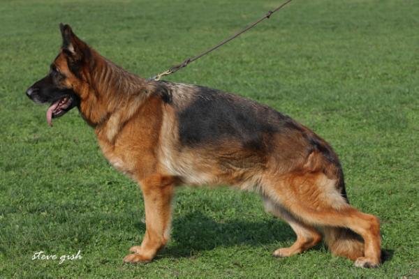 Nancie vom Suentelstein