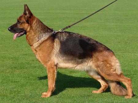 Celin vom Suentelstein