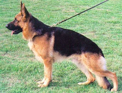 Kimbo vom Mönchberg