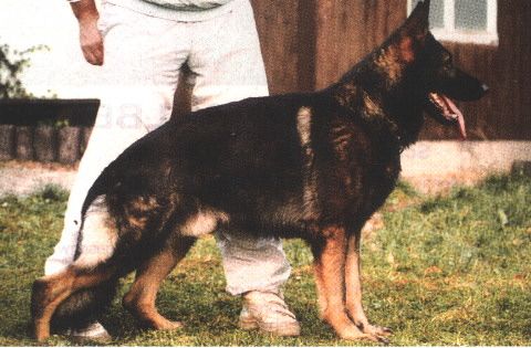 Marko vom Schloß Veitenstein