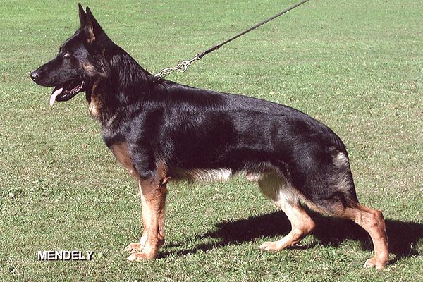 Falk von den Wölfen