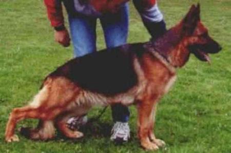 Zita von der frohen Botschaft