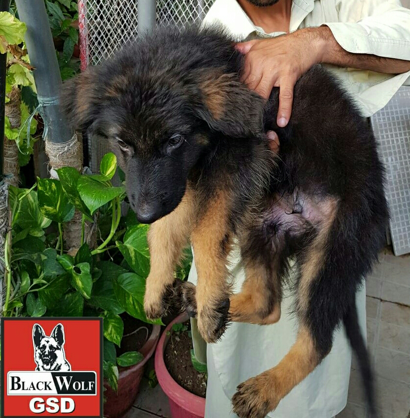 Fantom vom Black Wolf