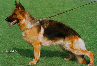 Ginga vom Kristallsee