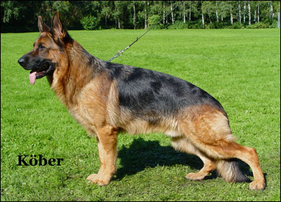 Xano vom Finkenschlag