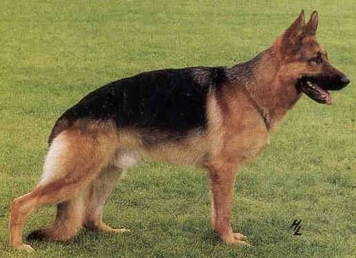 Enzo von der Römerau