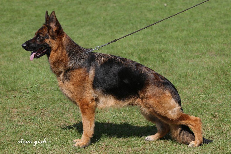 Keesha vom Holtkämper Hof