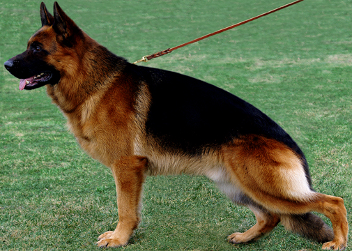 Djenges Kahn van Sante's Home