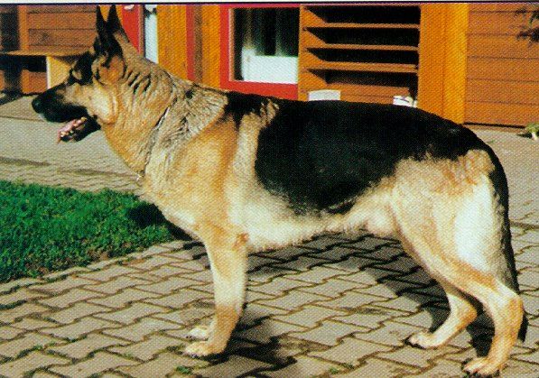 Zigo vom Trienzbachtal