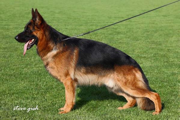 Pippo House of Grumil